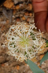 Pimelea floribunda