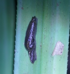 Parmacochlea balios