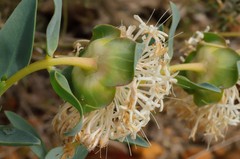 Pimelea floribunda