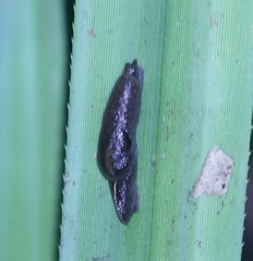 Parmacochlea balios