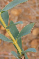 Pimelea floribunda
