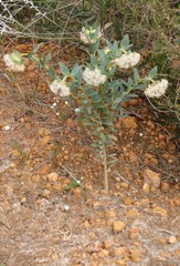 Pimelea floribunda