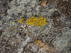 Image of Candelariella coralliza