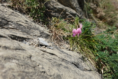 Onobrychis pyrenaica