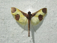 Syllepis