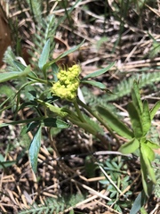 Cymopterus lemmonii