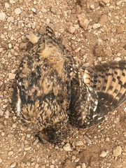 Bubo ascalaphus