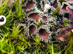 Psoroma