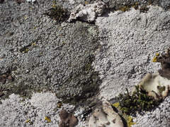Circinaria caesiocinerea