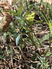 Cymopterus lemmonii
