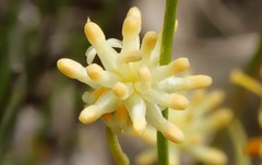 Stirlingia simplex