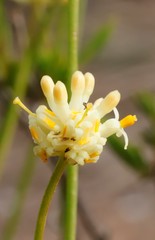 Stirlingia simplex
