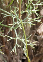 Stirlingia simplex