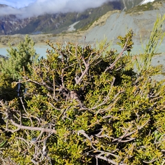 Podocarpus laetus × Podocarpus nivalis