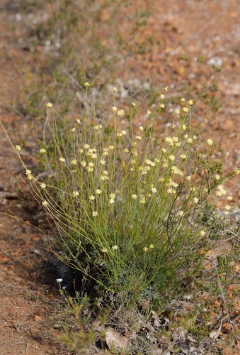 Stirlingia simplex