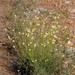 Stirlingia simplex - Photo (c) overlander (Gerald Krygsman), some rights reserved (CC BY-NC), uploaded by overlander (Gerald Krygsman)