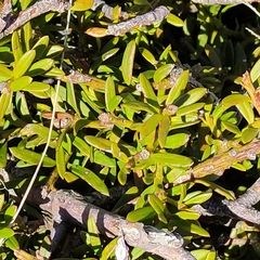 Podocarpus laetus × Podocarpus nivalis