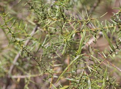 Acacia rupicola