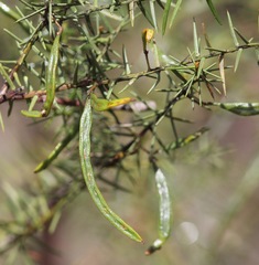 Acacia rupicola