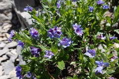 Glandora gastonii