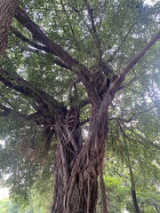 Ficus microcarpa microcarpa