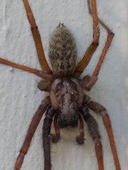 Eratigena atrica