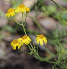 Senecio lautus