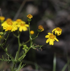Senecio lautus