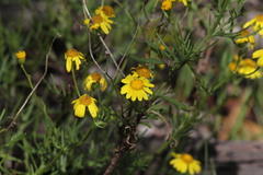 Senecio lautus