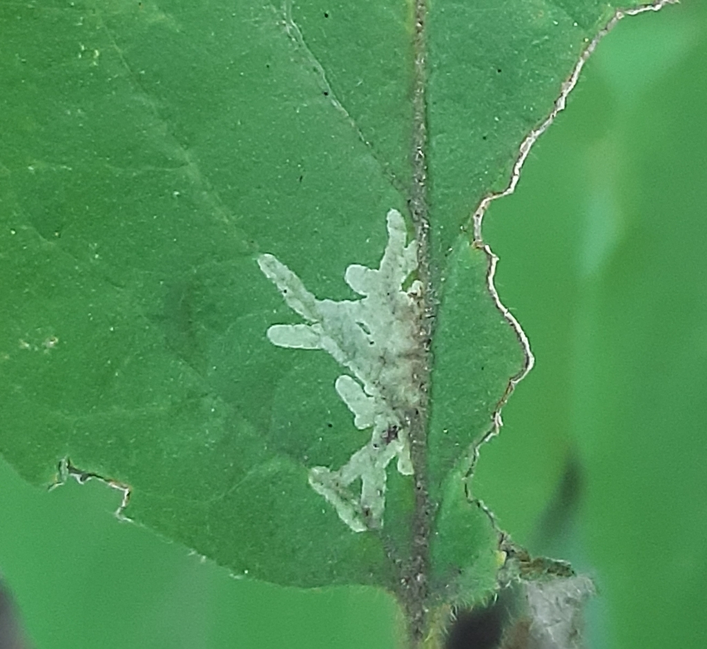 Phytomyza alpigenae