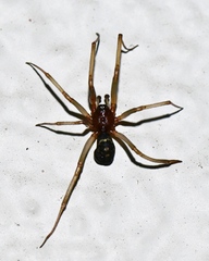 Steatoda grossa
