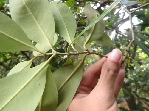 Image of Avicennia officinalis by (c) Samuel Lee, some rights reserved (CC BY)