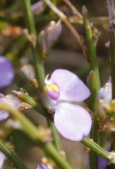 Comesperma scoparium
