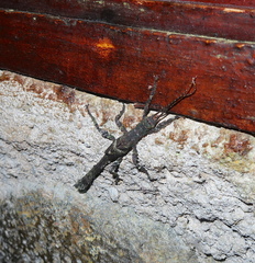 Paraprisopus