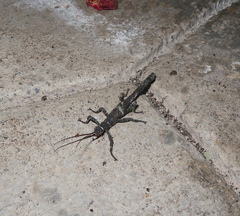 Paraprisopus