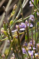Comesperma scoparium