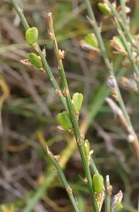 Comesperma scoparium
