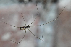 Holocnemus pluchei