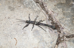 Paraprisopus