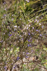 Comesperma scoparium