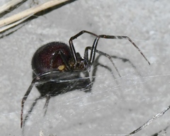 Steatoda