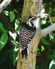 Dryobates nuttallii