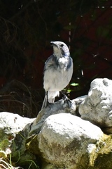 Aphelocoma californica
