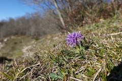 Carthamus mitissimus