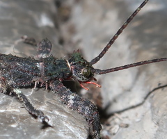 Paraprisopus