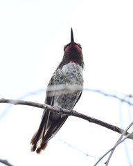 Calypte anna