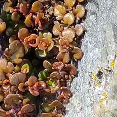 Veronica decora, photograph Jenny Saito, CC BY, iNaturalist via GBIF