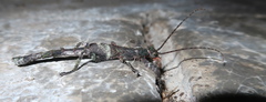 Paraprisopus