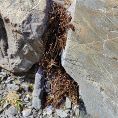 Veronica decora, photograph Jenny Saito, CC BY, iNaturalist via GBIF