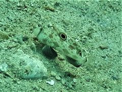 Signigobius biocellatus